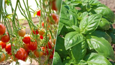 Associer du basilic à la culture des tomates les protègera de certains nuisibles.