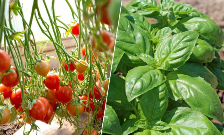 Associer du basilic à la culture des tomates les protègera de certains nuisibles.