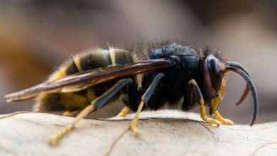 Gros plan sur un frelon asiatique avec ses pattes jaunes très caractéristiques.