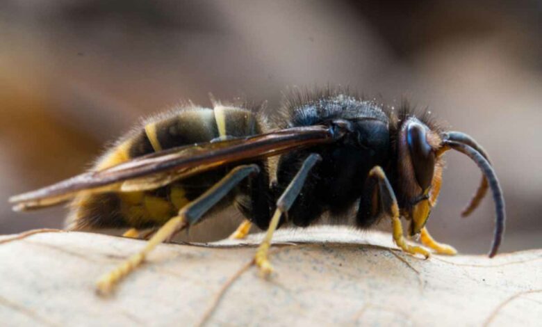 Gros plan sur un frelon asiatique avec ses pattes jaunes très caractéristiques.