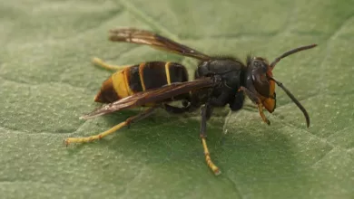 Qu'est-ce qui attire le plus les frelons asiatiques dans votre jardin ?