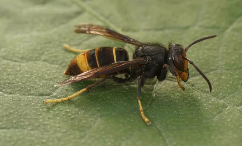 Qu'est-ce qui attire le plus les frelons asiatiques dans votre jardin ?