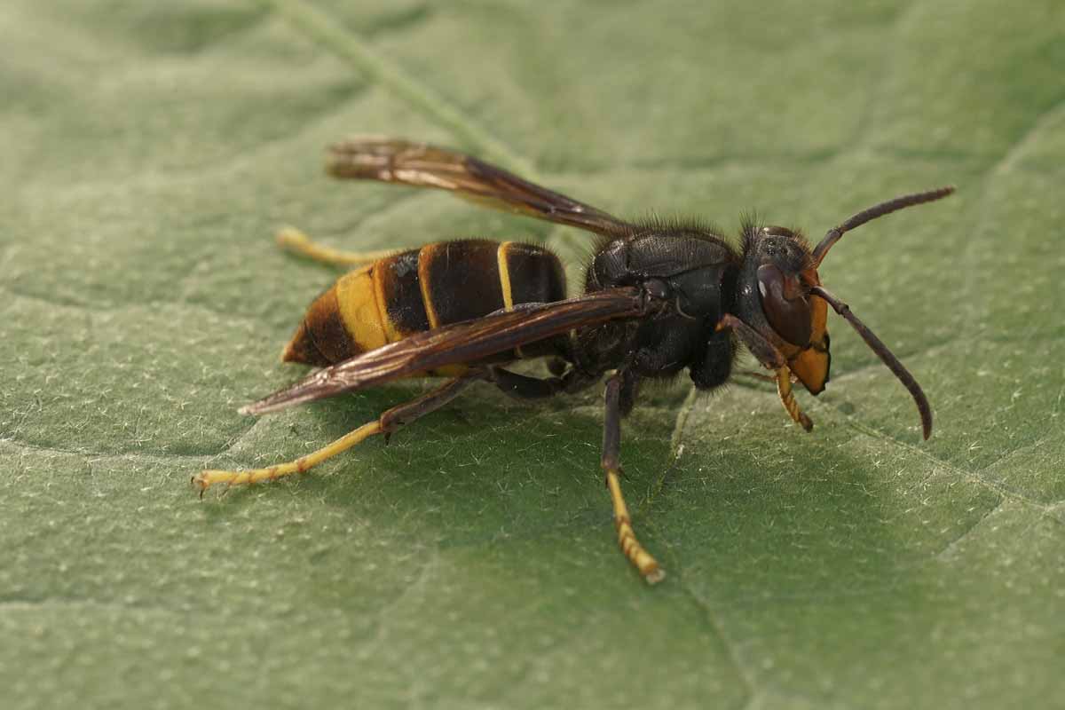 Qu'est-ce qui attire le plus les frelons asiatiques dans votre jardin ?