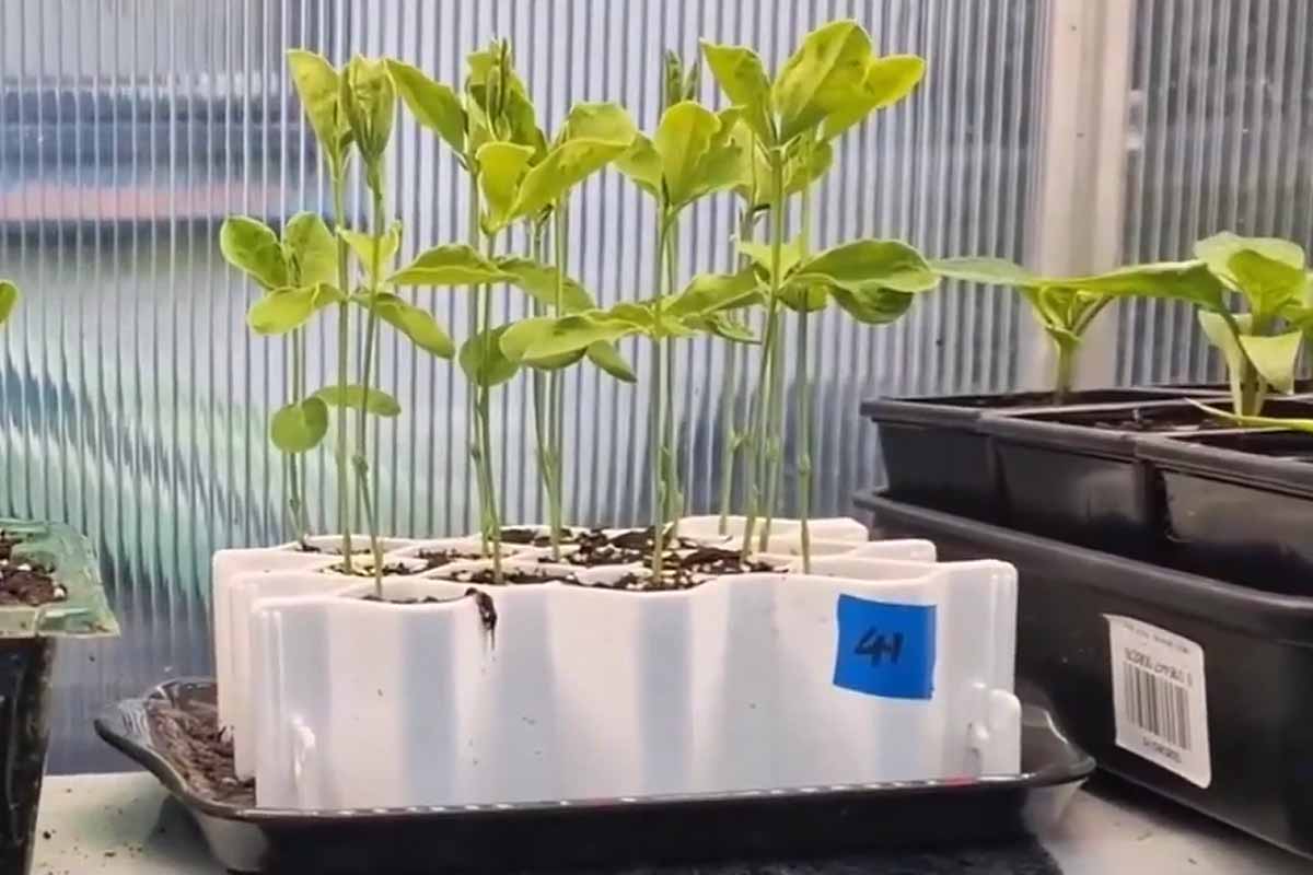 Des plantes qui démarrent leur croissance dans les meilleures conditions.