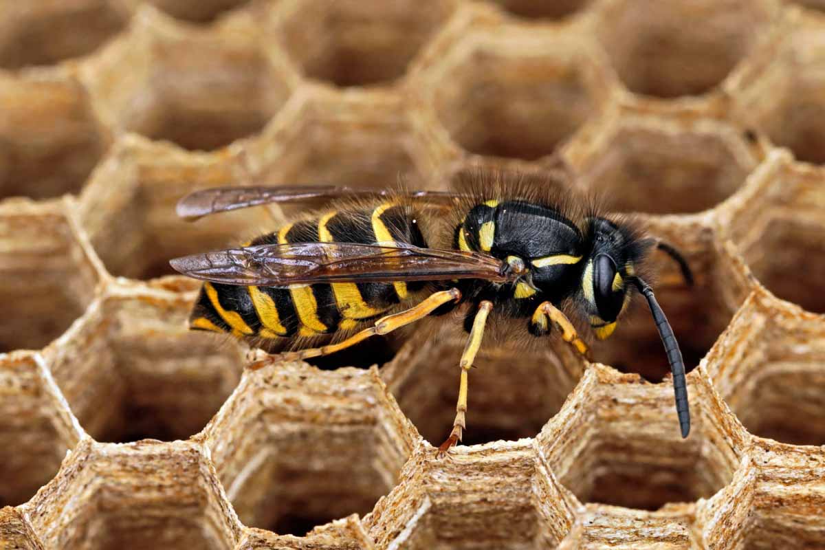 Quelle est l'utilité de la guêpe dans la nature ?