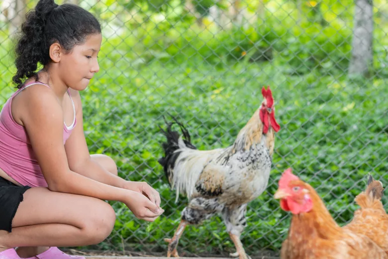 Laissez vos poules vagabonder à l'extérieur. 