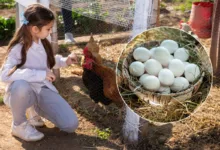 Comment inciter les poules à pondre ?