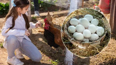 Comment inciter les poules à pondre ?