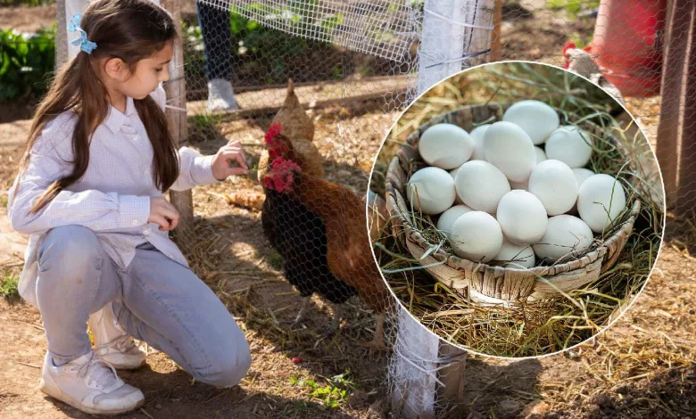 Comment inciter les poules à pondre ?