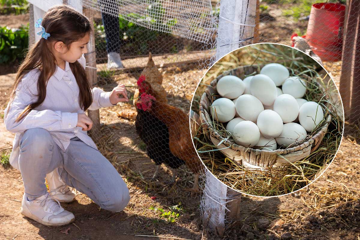 Comment inciter les poules à pondre ?