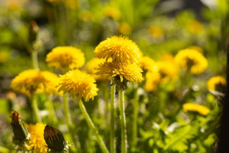 Le pissenlit est une fleur dont les abeilles raffolent et qui peut également se consommer en salade.