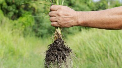 Toutes les mauvaises herbes ne sont pas inutiles.