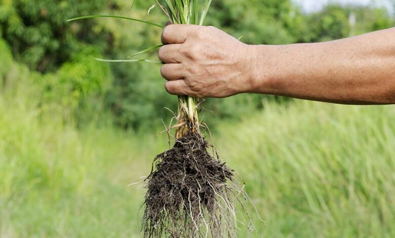 Toutes les mauvaises herbes ne sont pas inutiles.