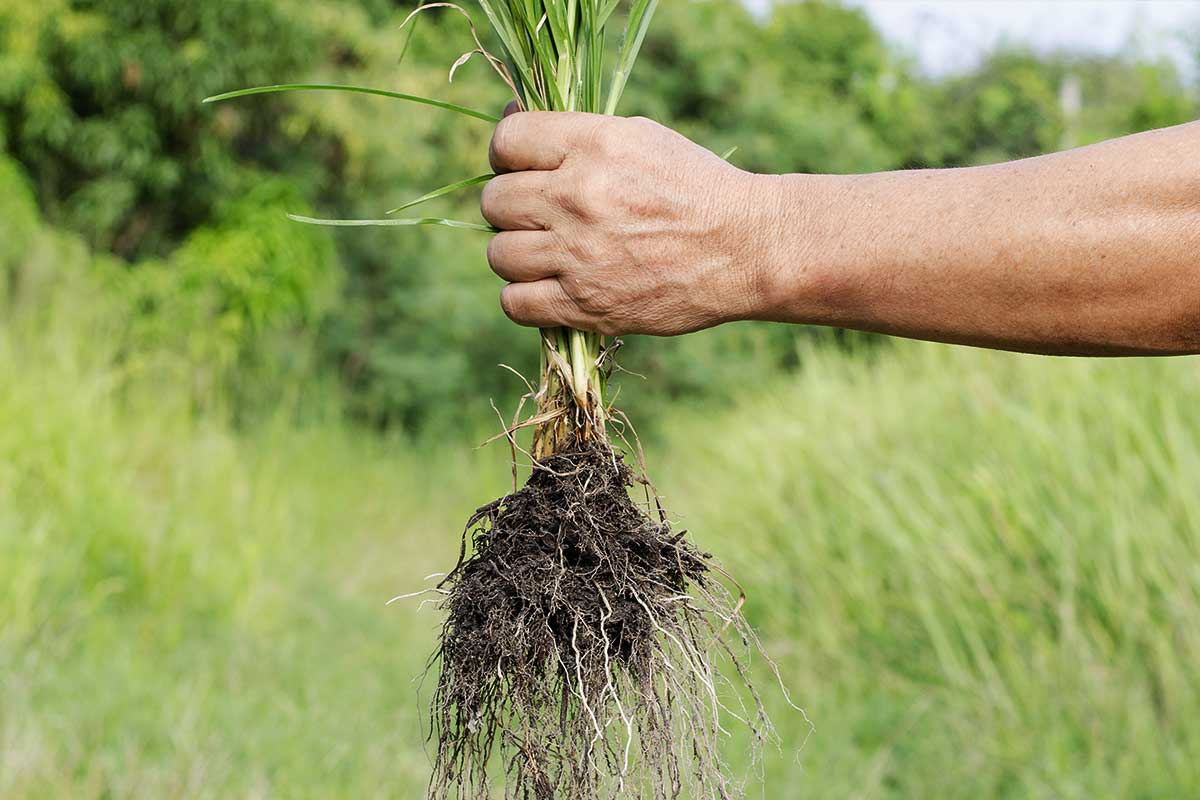 Toutes les mauvaises herbes ne sont pas inutiles.