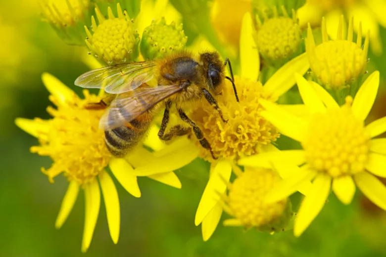 Le miel sera différent en fonction des fleurs que butinent les abeilles.