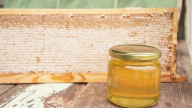 Comment les abeilles fabriquent-elles le miel ?
