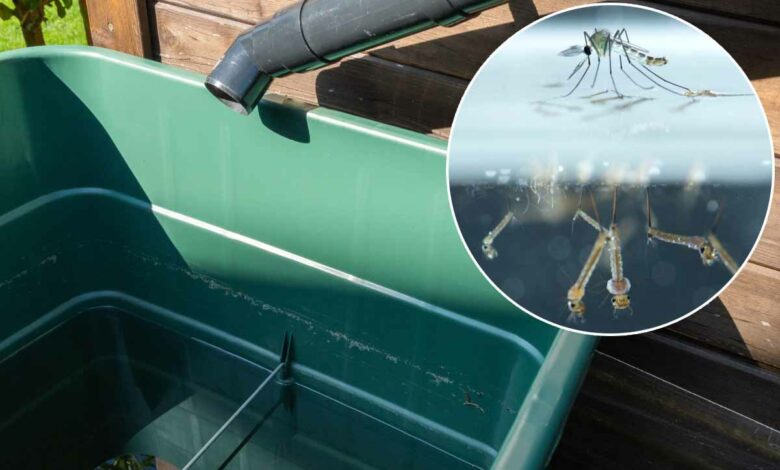 Les moustiques adorent l'eau stagnante pour y pondre leurs œufs et proliférer.