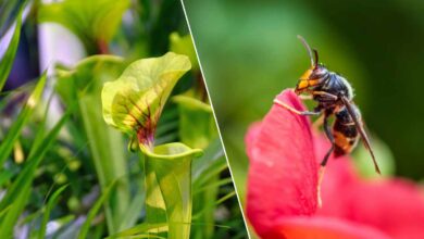 Le sarracenia est une plante carnivore qui attire les frelons asiatiques et les digère ensuite.