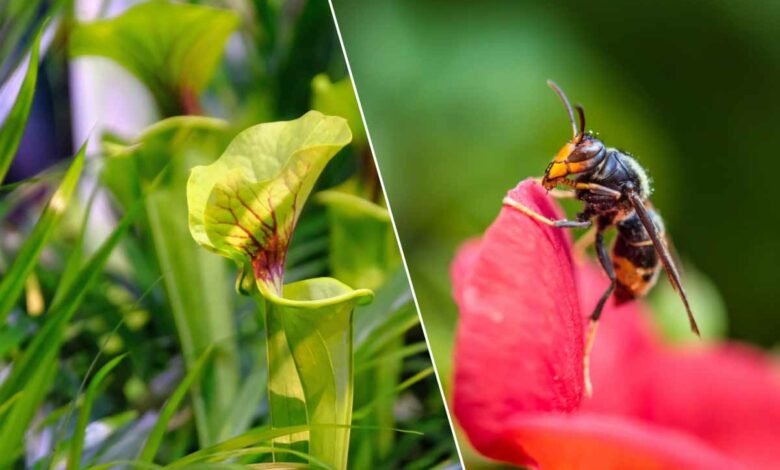 Le sarracenia est une plante carnivore qui attire les frelons asiatiques et les digère ensuite.