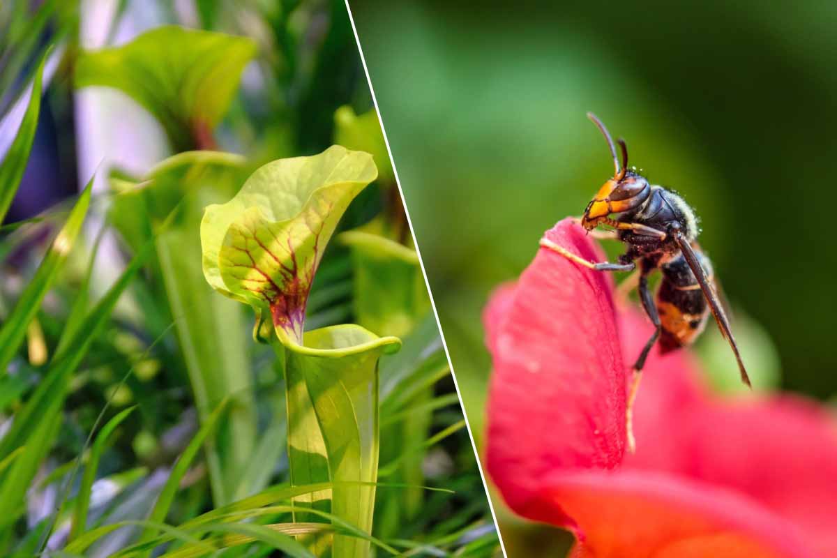 Le sarracenia est une plante carnivore qui attire les frelons asiatiques et les digère ensuite.