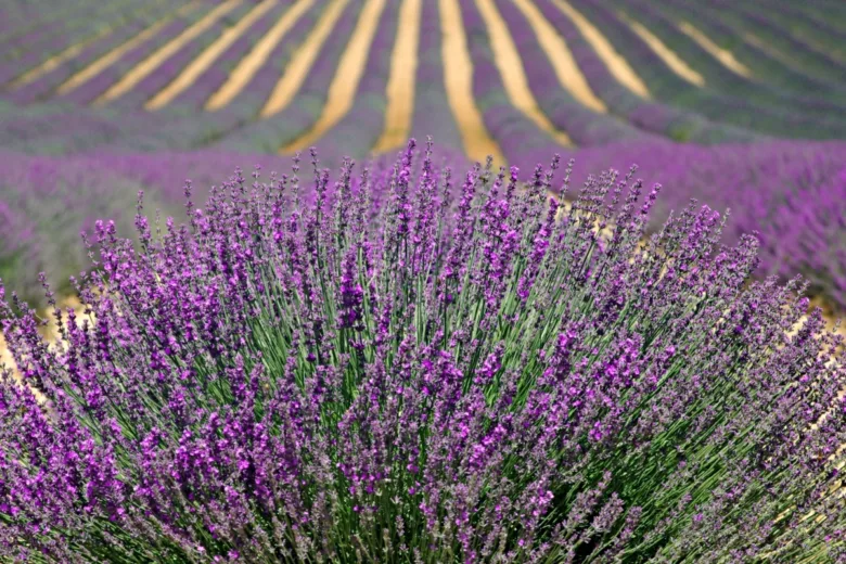 La lavande, une plante symbolique de Provence, ne nécessite pas de beaucoup d'eau.