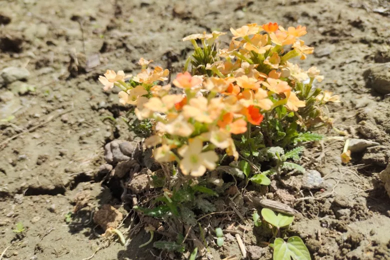 Des fleurs de pourpier sur un sol aride.