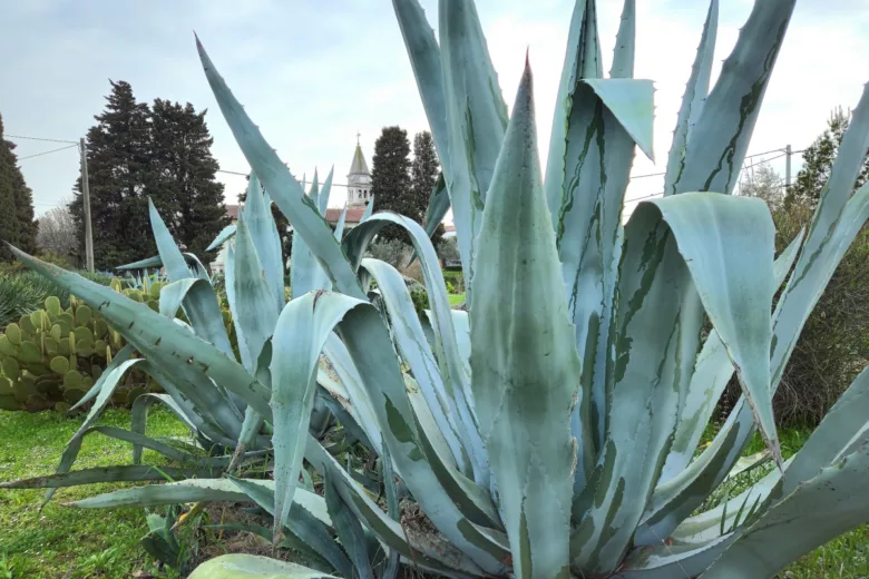 L'agave est une plante qui supporte le stress hydrique.