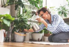 Savez-vous que certaines plantes peuvent vous aider à réduire l'humidité de votre logement ?
