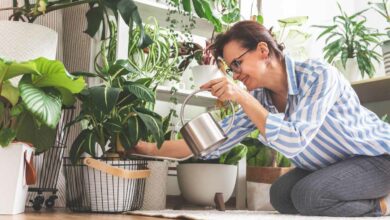 Savez-vous que certaines plantes peuvent vous aider à réduire l'humidité de votre logement ?