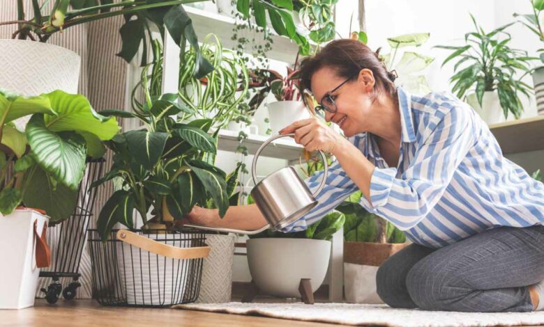 Savez-vous que certaines plantes peuvent vous aider à réduire l'humidité de votre logement ?