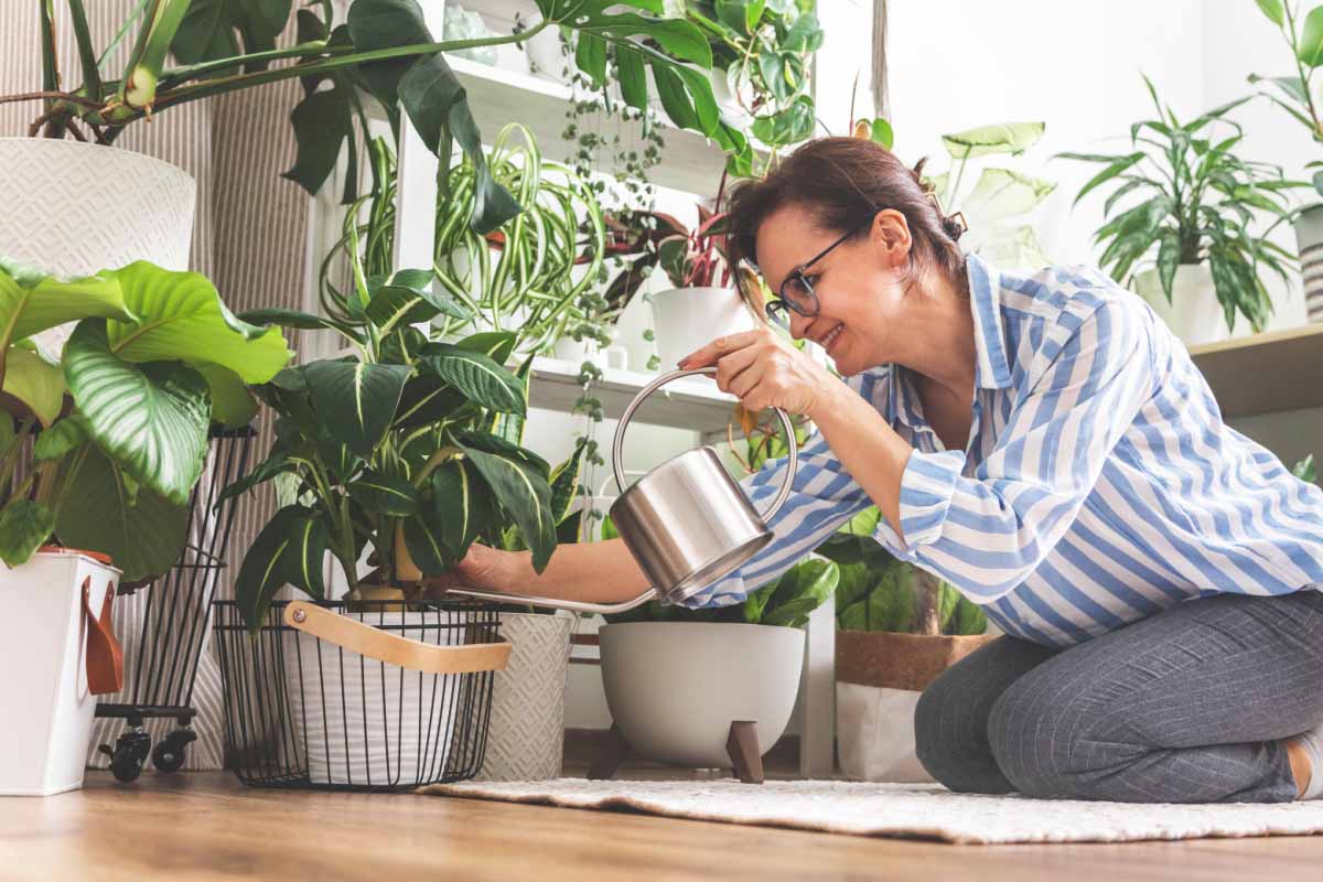 Savez-vous que certaines plantes peuvent vous aider à réduire l'humidité de votre logement ?
