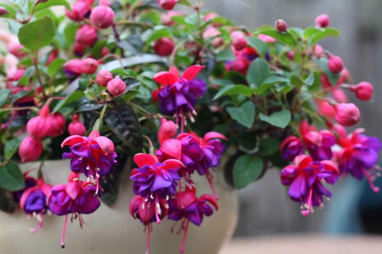 Le fuchsia est une plante avec de ravissantes fleurs, elle absorbe également l'humidité ambiante.