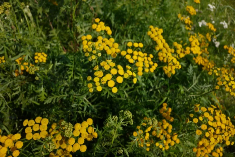 La tanaisie et ses fleurs jaune vif est une plante que les tiques n'apprécient pas du tout.