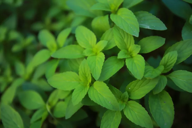 La menthe et la menthe poivrée sont des plantes répulsives pour les tiques.