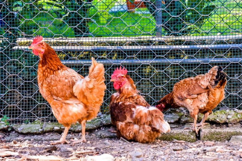 Un enclos fermé peut être une solution pour que vos poules soient à l'abri des prédateurs.