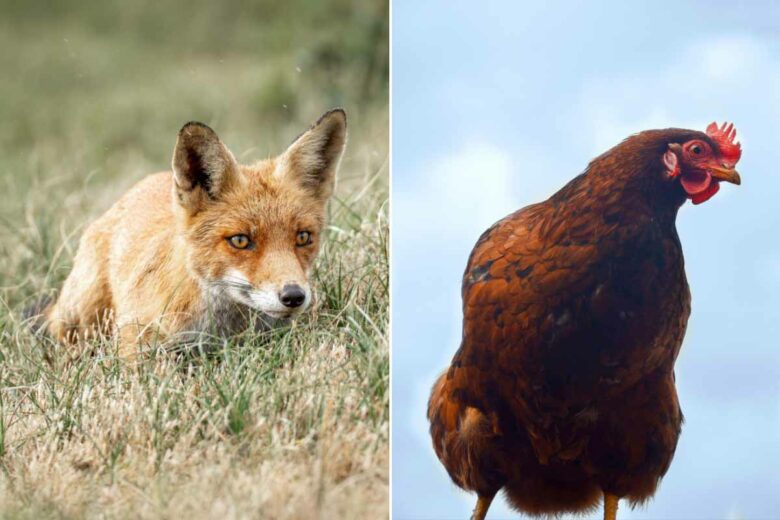 Le renard est un prédateur de la poule.