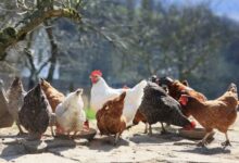 Quels sont les aliments à bannir pour vos poules ?