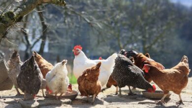 Quels sont les aliments à bannir pour vos poules ?