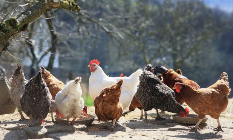 Quels sont les aliments à bannir pour vos poules ?
