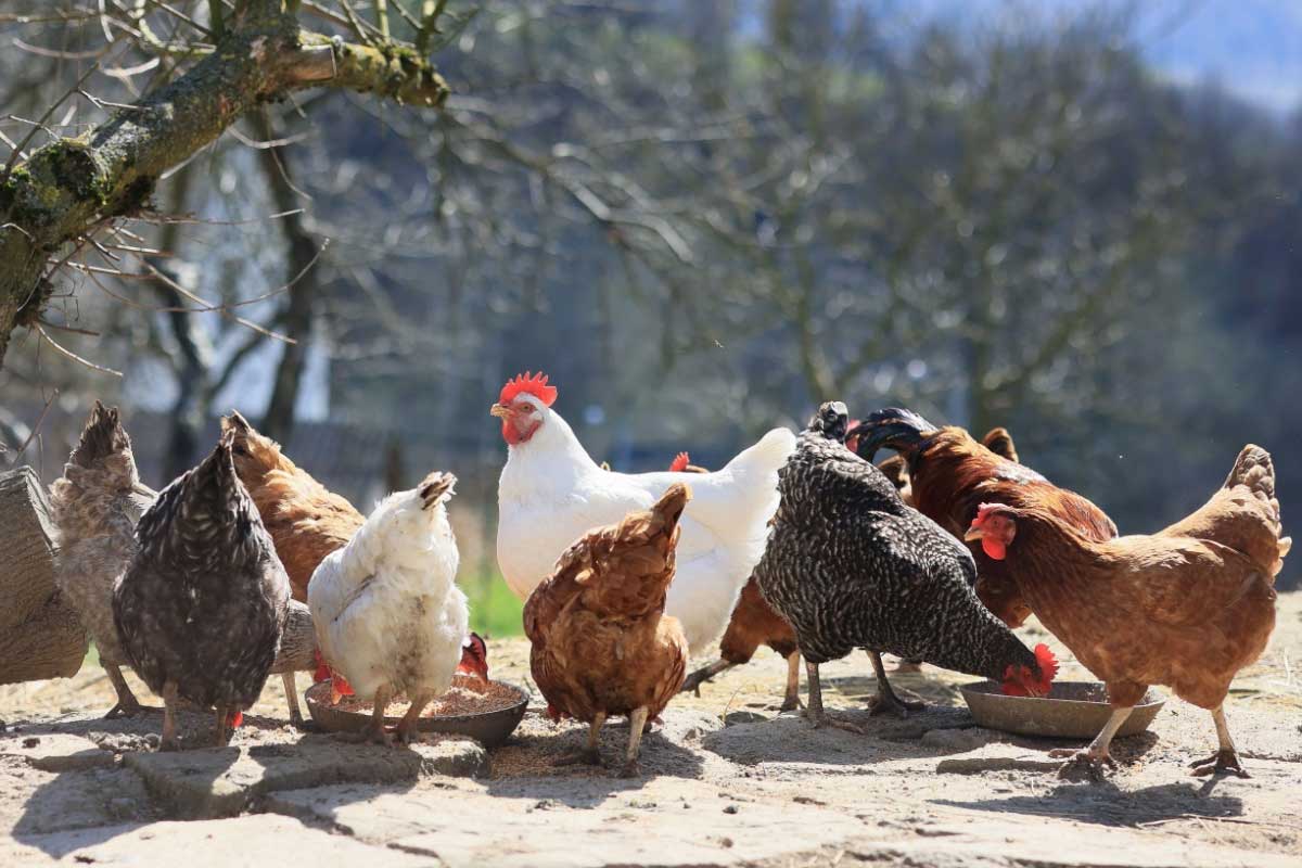 Quels sont les aliments à bannir pour vos poules ?
