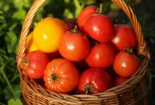 La tomate est-elle un fruit ou un légume ?