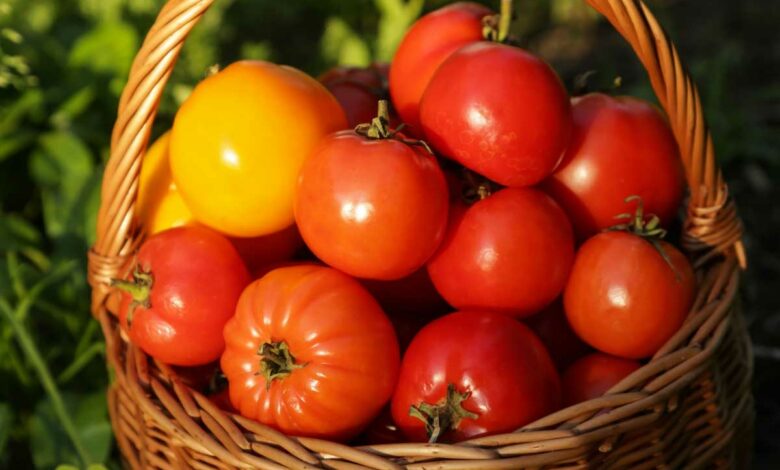 La tomate est-elle un fruit ou un légume ?