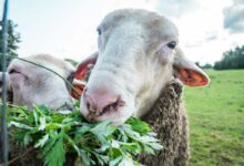 Des moutons pour remplacer la tondeuse, et si vous passiez à l'éco pâturage ?