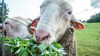 Des moutons pour remplacer la tondeuse, et si vous passiez à l'éco pâturage ?