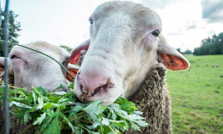 Des moutons pour remplacer la tondeuse, et si vous passiez à l'éco pâturage ?