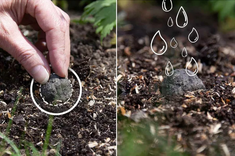 Plantez des bombes de graines pour que les fleurs servent aux insectes pollinisateurs.