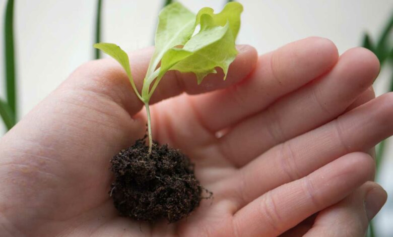 Comment fabriquer simplement une bombe de graines pour son jardin ?