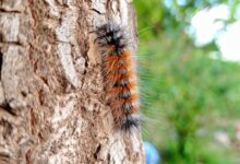 Une chenille processionnaire également appelée processionnaire du pin (Thaumetopoea pityocampa).