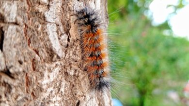 Une chenille processionnaire également appelée processionnaire du pin (Thaumetopoea pityocampa).