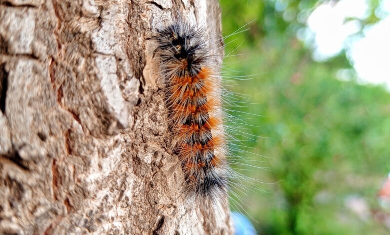 Une chenille processionnaire également appelée processionnaire du pin (Thaumetopoea pityocampa).
